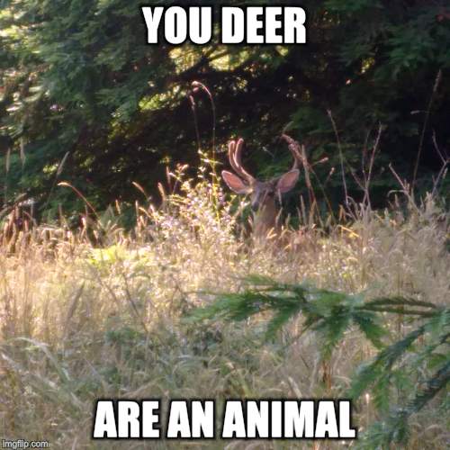 YOU DEER ARE AN ANIMAL | made w/ Imgflip meme maker