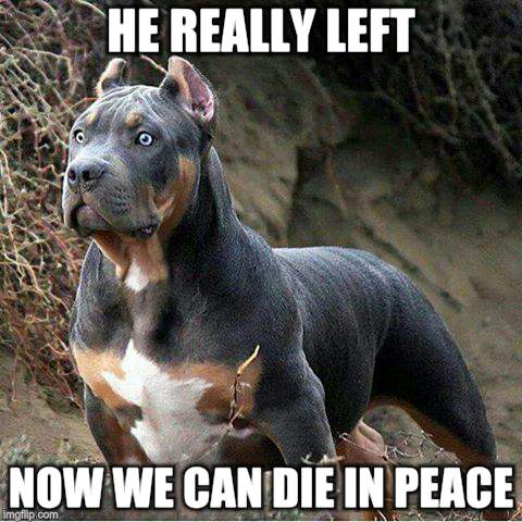 big dog | HE REALLY LEFT NOW WE CAN DIE IN PEACE | image tagged in big dog | made w/ Imgflip meme maker