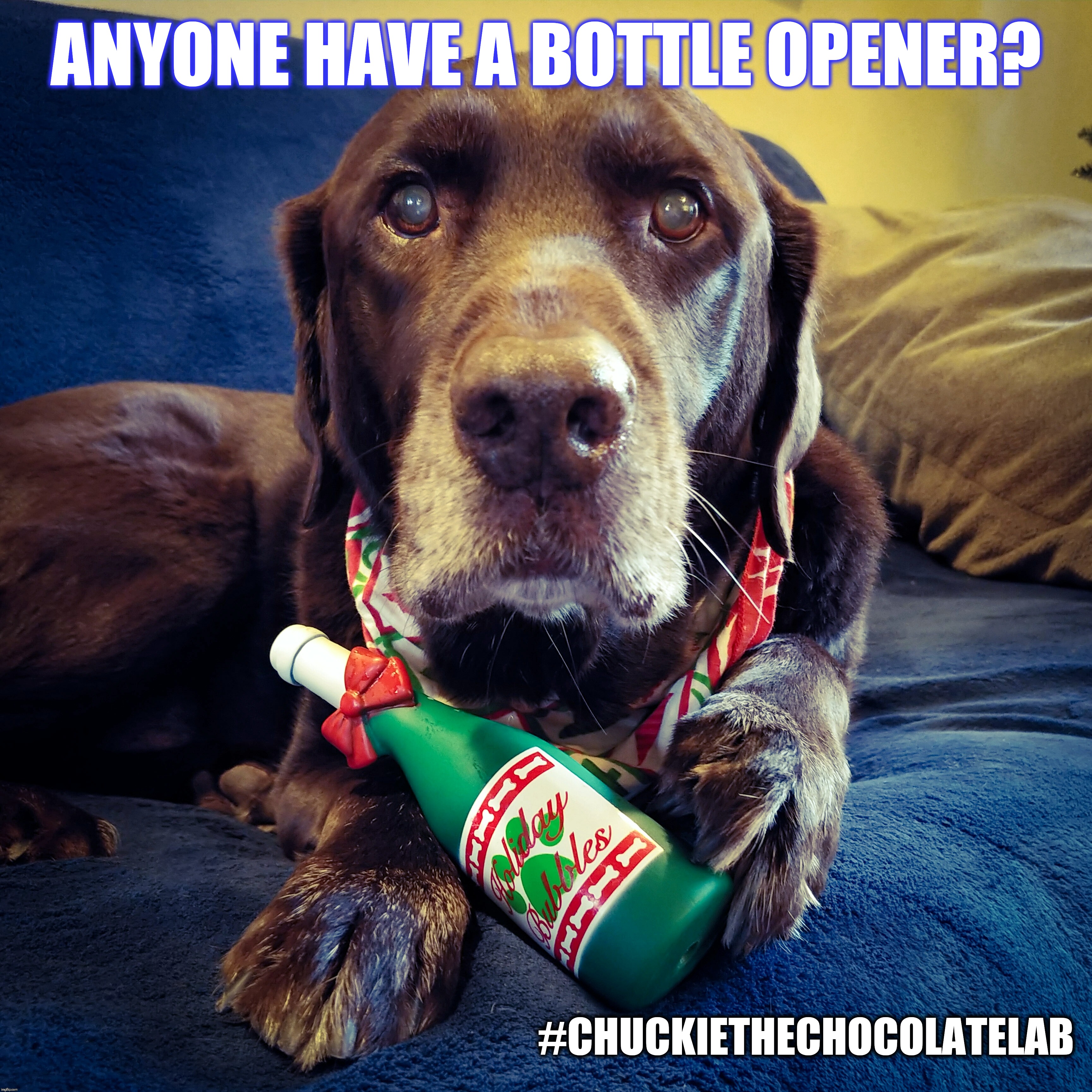 Poppin bottles for the New Year | ANYONE HAVE A BOTTLE OPENER? #CHUCKIETHECHOCOLATELAB | image tagged in chuckie the chocolate lab,happy new year,new years eve,champagne,dogs,funny | made w/ Imgflip meme maker
