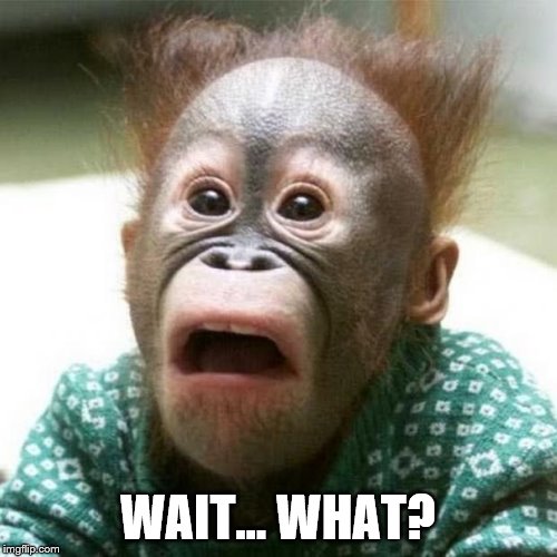 Shocked Monkey | WAIT... WHAT? | image tagged in shocked monkey | made w/ Imgflip meme maker