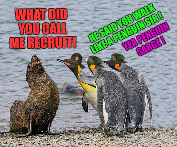 boot camp | WHAT DID YOU CALL ME RECRUIT! HE SAID YOU WALK LIKE A PENGUIN SIR ! YEA PENGUIN SARGE ! | image tagged in seal,penguin,funny | made w/ Imgflip meme maker