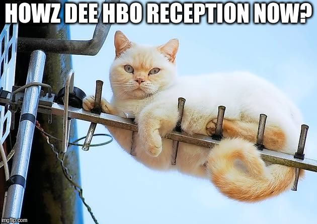 Just stay still and you can haz cheezburger later | HOWZ DEE HBO RECEPTION NOW? | image tagged in memes,cats,antenna | made w/ Imgflip meme maker