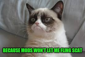 Grumpy cat | BECAUSE MODS WON'T LET ME FLING SCAT | image tagged in grumpy cat | made w/ Imgflip meme maker