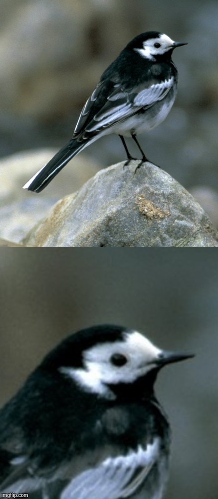 High Quality Clinically Depressed Pied Wagtail Blank Meme Template
