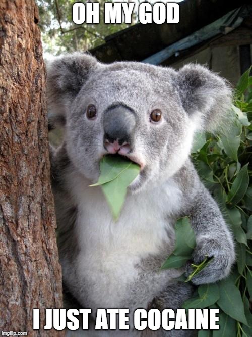 Surprised Koala | OH MY GOD; I JUST ATE COCAINE | image tagged in memes,surprised koala | made w/ Imgflip meme maker