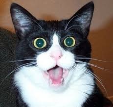 Surprised Cat | . | image tagged in surprised cat | made w/ Imgflip meme maker
