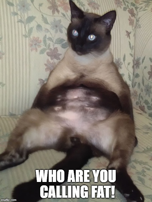 Siamese Kitty Belly | WHO ARE YOU CALLING FAT! | image tagged in siamese kitty belly | made w/ Imgflip meme maker