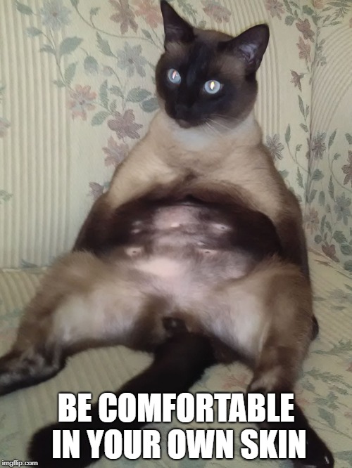 Siamese Kitty Belly | BE COMFORTABLE IN YOUR OWN SKIN | image tagged in siamese kitty belly | made w/ Imgflip meme maker