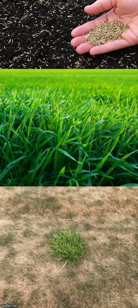 image tagged in growing grass meme | made w/ Imgflip meme maker