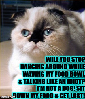 WILL YOU STOP DANCING AROUND WHILE WAVING MY FOOD BOWL & TALKING LIKE AN IDIOT? I'M NOT A DOG! SIT DOWN MY FOOD & GET LOST! | image tagged in i'm not a dog | made w/ Imgflip meme maker
