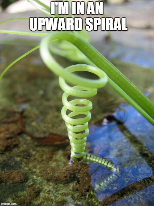 upward spiral | I'M IN AN UPWARD SPIRAL | image tagged in plants | made w/ Imgflip meme maker