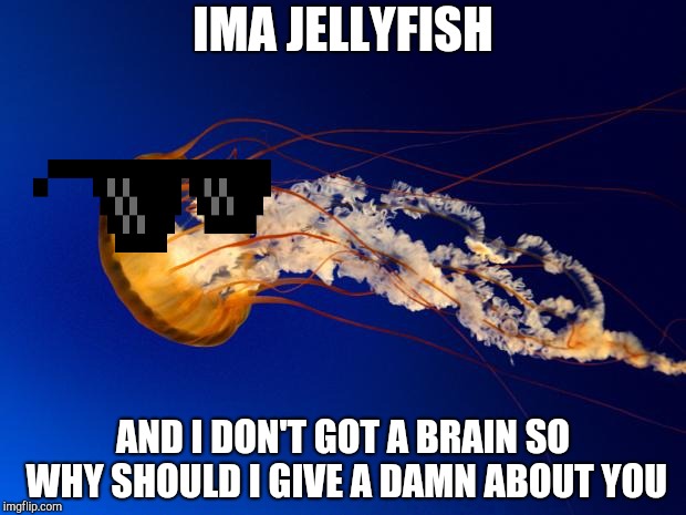 JELLYFISH!!!!!!!!!!!!!!!!!!!!!!!!! | IMA JELLYFISH; AND I DON'T GOT A BRAIN SO WHY SHOULD I GIVE A DAMN ABOUT YOU | image tagged in jellyfish | made w/ Imgflip meme maker