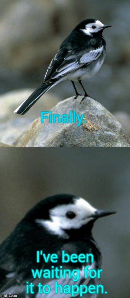 Clinically Depressed Pied Wagtail | Finally. I've been waiting for it to happen. | image tagged in clinically depressed pied wagtail | made w/ Imgflip meme maker