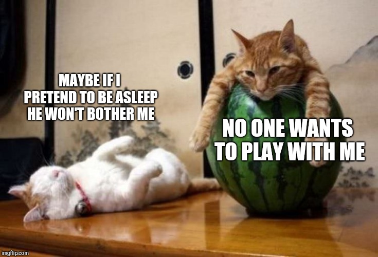 MAYBE IF I PRETEND TO BE ASLEEP HE WON'T BOTHER ME; NO ONE WANTS TO PLAY WITH ME | image tagged in sleeping cat,watermelon cat | made w/ Imgflip meme maker