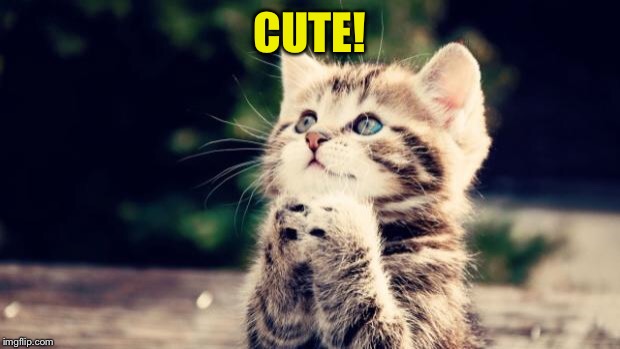 Cute kitten | CUTE! | image tagged in cute kitten | made w/ Imgflip meme maker