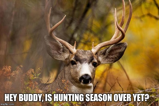 Yo buddy, little help. | HEY BUDDY, IS HUNTING SEASON OVER YET? | image tagged in deer meme,hunting season | made w/ Imgflip meme maker