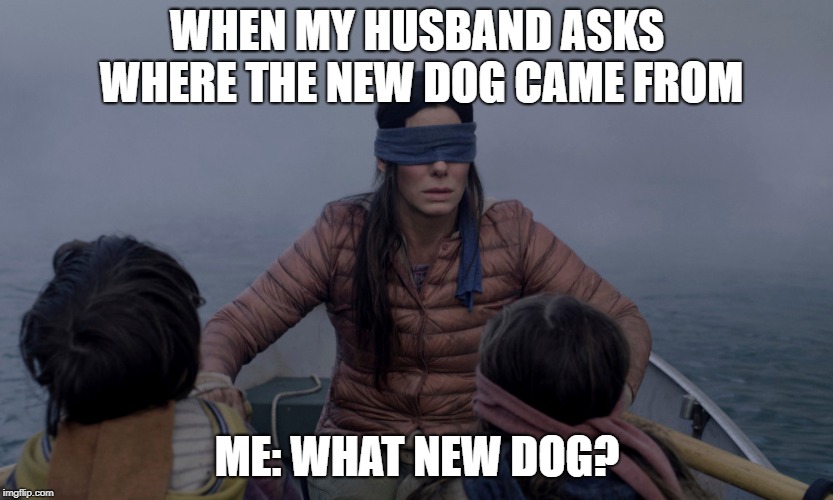 What new dog? | WHEN MY HUSBAND ASKS WHERE THE NEW DOG CAME FROM; ME: WHAT NEW DOG? | image tagged in funny dogs | made w/ Imgflip meme maker
