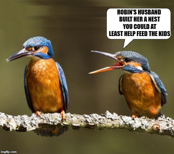 married life | ROBIN'S HUSBAND BUILT HER A NEST YOU COULD AT LEAST HELP FEED THE KIDS | image tagged in birds,married | made w/ Imgflip meme maker
