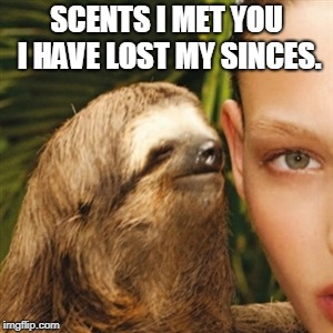 Whisper Sloth Meme | SCENTS I MET YOU I HAVE LOST MY SINCES. | image tagged in memes,whisper sloth | made w/ Imgflip meme maker