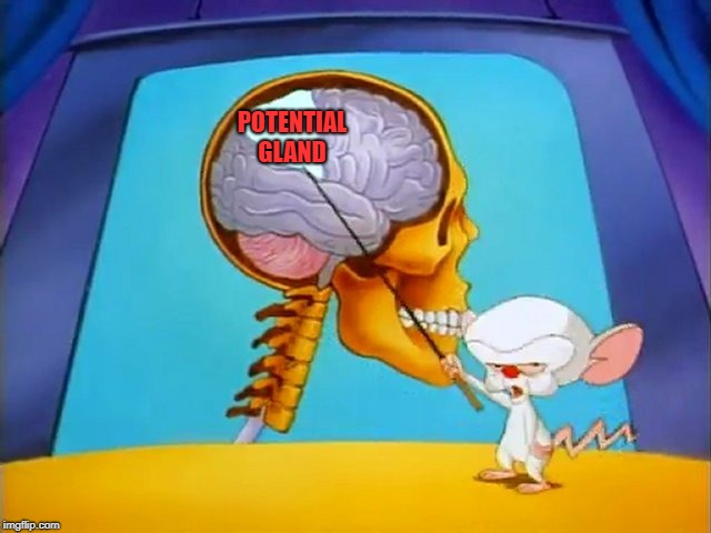 the brain | POTENTIAL GLAND | image tagged in the brain | made w/ Imgflip meme maker