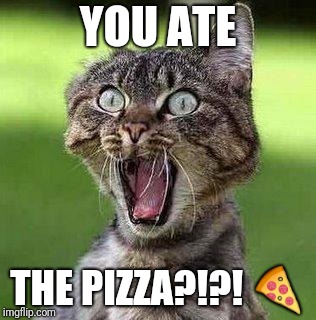 Shocked Cat | YOU ATE; THE PIZZA?!?! 🍕 | image tagged in shocked cat | made w/ Imgflip meme maker
