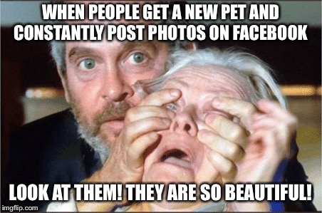 Bird box eyes open | WHEN PEOPLE GET A NEW PET AND CONSTANTLY POST PHOTOS ON FACEBOOK; LOOK AT THEM! THEY ARE SO BEAUTIFUL! | image tagged in bird box eyes open | made w/ Imgflip meme maker