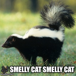 Skunk | image tagged in skunk | made w/ Imgflip meme maker
