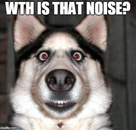 Scared Dog | WTH IS THAT NOISE? | image tagged in scared dog | made w/ Imgflip meme maker