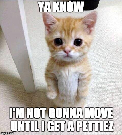 Cute Cat Meme | YA KNOW; I'M NOT GONNA MOVE UNTIL I GET A PETTIEZ | image tagged in memes,cute cat | made w/ Imgflip meme maker