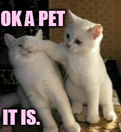 OK A PET IT IS. | made w/ Imgflip meme maker
