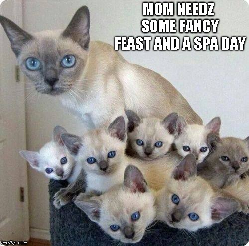 Mom of SEVEN | MOM NEEDZ SOME FANCY FEAST AND A SPA DAY | image tagged in cats,moms | made w/ Imgflip meme maker