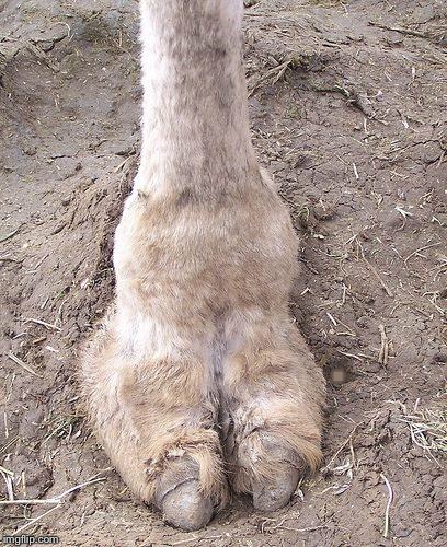 camel toe | . | image tagged in camel toe | made w/ Imgflip meme maker