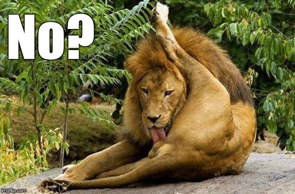 lion licking balls | No? | image tagged in lion licking balls | made w/ Imgflip meme maker