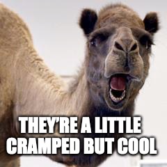 Camel | THEY’RE A LITTLE CRAMPED BUT COOL | image tagged in camel | made w/ Imgflip meme maker