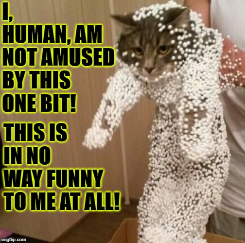 I, HUMAN, AM NOT AMUSED BY THIS ONE BIT! THIS IS IN NO WAY FUNNY TO ME AT ALL! | image tagged in not amused | made w/ Imgflip meme maker