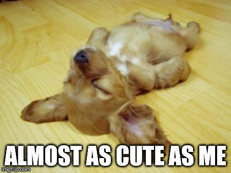 Cute dog time | ALMOST AS CUTE AS ME | image tagged in passed out puppy | made w/ Imgflip meme maker