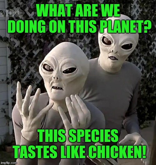 Homo sapiens: Dumb as cows, taste like chicken! | WHAT ARE WE DOING ON THIS PLANET? THIS SPECIES TASTES LIKE CHICKEN! | image tagged in frustrated aliens,memes,extraterrestrial,it's what's for dinner,grey aliens,grocery store | made w/ Imgflip meme maker
