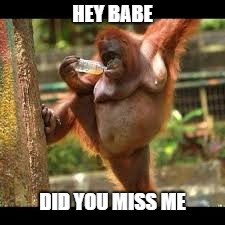 HOT | HEY BABE; DID YOU MISS ME | image tagged in hot,monkeys | made w/ Imgflip meme maker
