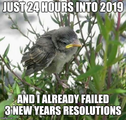 JUST 24 HOURS INTO 2019; AND I ALREADY FAILED 3 NEW YEARS RESOLUTIONS | image tagged in no resolution bird | made w/ Imgflip meme maker