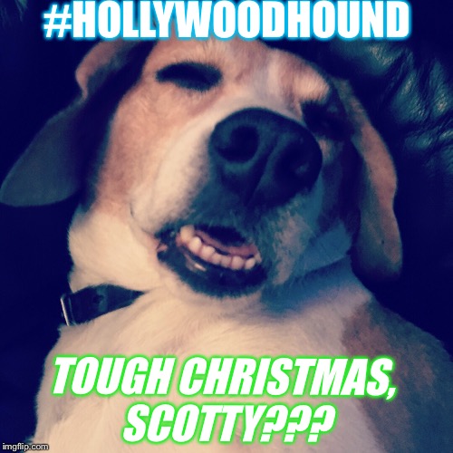 Hollywood Hound #1 | #HOLLYWOODHOUND; TOUGH CHRISTMAS, SCOTTY??? | image tagged in scotty beagle,beagle,dogs life,let sleeping dogs lie,rescuedog,battersea dogs home | made w/ Imgflip meme maker