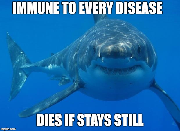 Straight White Shark |  IMMUNE TO EVERY DISEASE; DIES IF STAYS STILL | image tagged in straight white shark,shark,meme,disease | made w/ Imgflip meme maker
