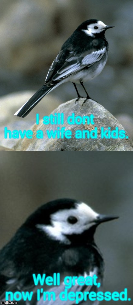 Clinically Depressed Pied Wagtail | I still dont have a wife and kids. Well great, now I'm depressed. | image tagged in clinically depressed pied wagtail | made w/ Imgflip meme maker