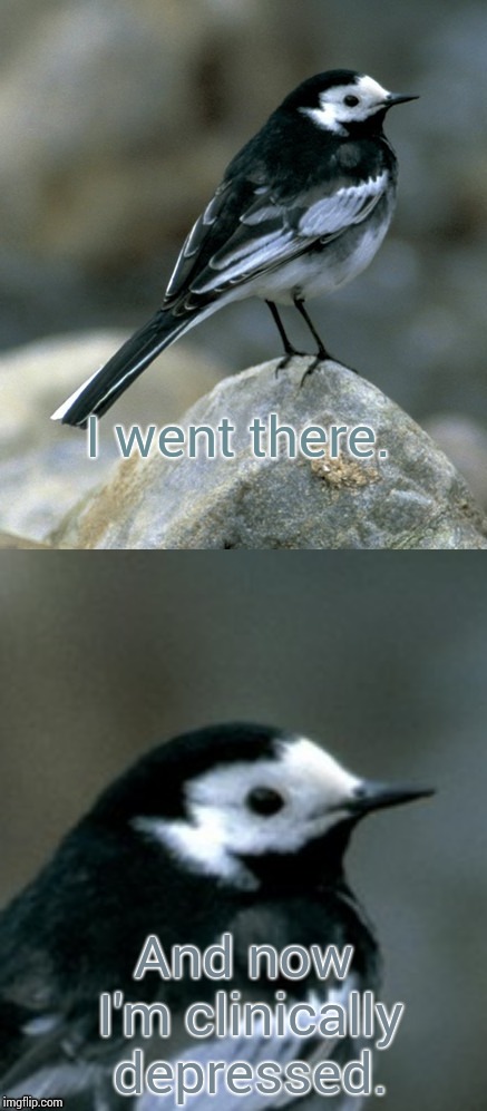 Clinically Depressed Pied Wagtail | I went there. And now I'm clinically depressed. | image tagged in clinically depressed pied wagtail | made w/ Imgflip meme maker