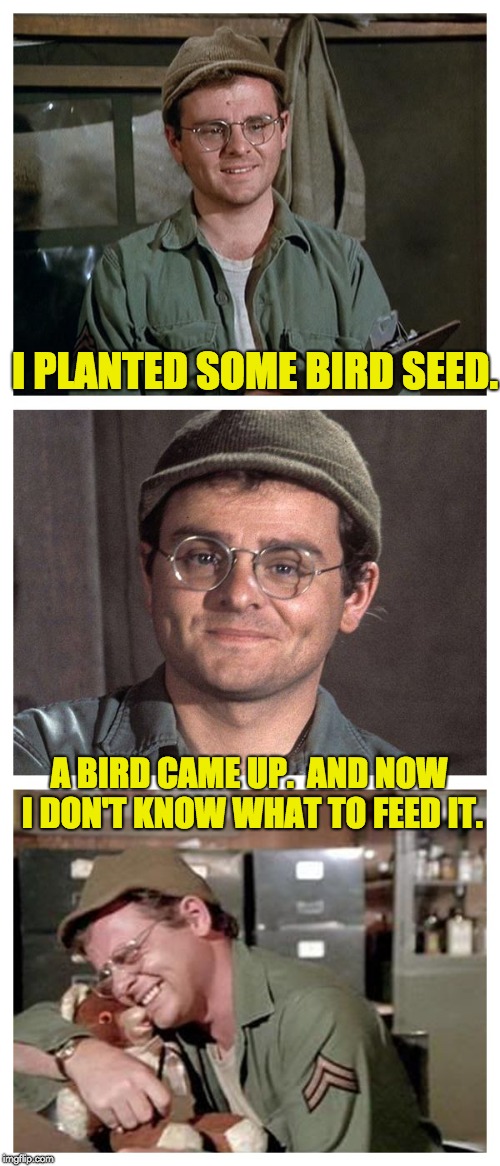 Bad Pun Radar | I PLANTED SOME BIRD SEED. A BIRD CAME UP.  AND NOW I DON'T KNOW WHAT TO FEED IT. | image tagged in bad pun radar | made w/ Imgflip meme maker