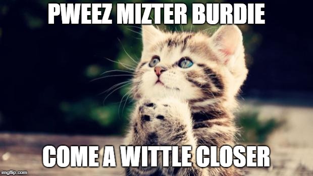 Cute kitten | PWEEZ MIZTER BURDIE; COME A WITTLE CLOSER | image tagged in cute kitten | made w/ Imgflip meme maker