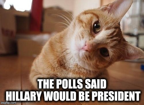Curious Question Cat | THE POLLS SAID HILLARY WOULD BE PRESIDENT | image tagged in curious question cat | made w/ Imgflip meme maker