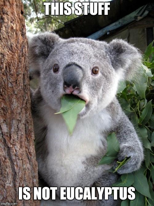 Surprised Koala Meme | THIS STUFF; IS NOT EUCALYPTUS | image tagged in memes,surprised koala | made w/ Imgflip meme maker
