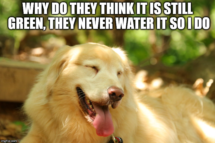 Dog laughing | WHY DO THEY THINK IT IS STILL GREEN, THEY NEVER WATER IT SO I DO | image tagged in dog laughing | made w/ Imgflip meme maker