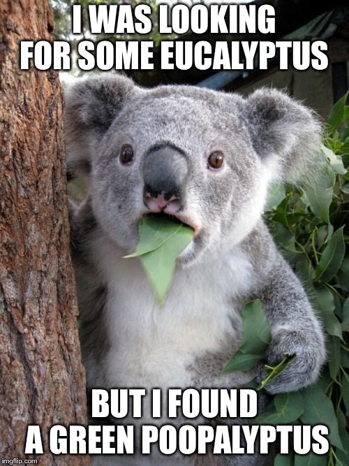 Surprised Koala Meme | I WAS LOOKING FOR SOME EUCALYPTUS; BUT I FOUND A GREEN POOPALYPTUS | image tagged in memes,surprised koala | made w/ Imgflip meme maker