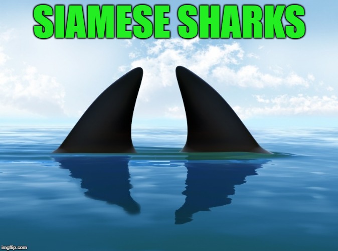double trouble | SIAMESE SHARKS | image tagged in siamese twins,sharks | made w/ Imgflip meme maker